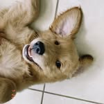 Asher 🐾 - @asher_goldenn - Instagram