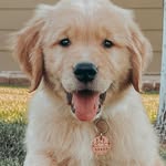 Asher | The Golden Retriever - @asherscontent - Instagram