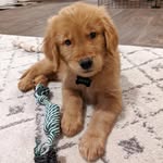 ASHER | the golden retriever - @asher.golden.adventures - Instagram