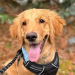 Asher | The Golden Retriever - @mylife_as_asher - Instagram
