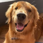 ASHER | The Golden Retriever - @asherthegoldenboy - Instagram