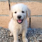 Asher (Ash) - @golden_asher - Instagram