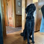 asher - @asher.golden_doodle_16 - Instagram