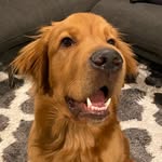 Asher - @asher.the.golden - Instagram