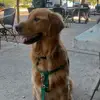 asher - @asher.thegolden - TikTok