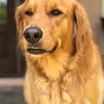 〽️Asher🦁 - @asher_golden_retreiv - Instagram