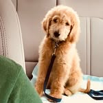 Asher - @asher_goldendoodle - Instagram