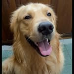Asher - @asher_goldenretriever - Instagram