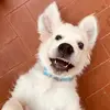 Asher - @asherilgolden - TikTok