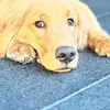 asher - @ashers_golden_adventures - TikTok