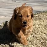 Asher - @asherthefieldgolden - Instagram