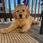 Asher Drew - Golden Retriever - @golden_life_of_asher - Instagram