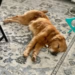 Asher Golden - @ashergoldenrescue - Instagram