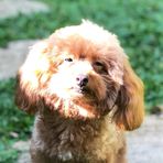 Asher Golden - Facebook