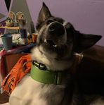 Asher Golden - Facebook