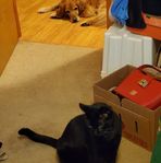 Asher golden and Jet black cat - Facebook