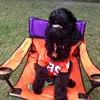 Asher Goldendoodle Youngblood - @ashergoldendoodle - TikTok