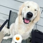Asher Guzman - @asher_goldenr - Instagram