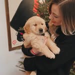 Asher Kennedy | Golden Retriever - @thegolden.asher - Instagram