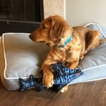 Asher The Golden - @goldenasher2019 - Instagram