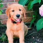 Asher The Golden - @asher__tuck - Instagram