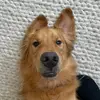 Asher the Golden - @asherthegoldenretriever - TikTok
