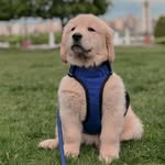 Asher the Golden Retriever - @ashergoldenretriever - Instagram