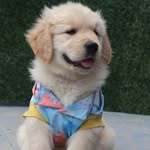 Asher The Golden Retriever 🐶 ✨️ - @asher_the_golden_retriever_ - Instagram