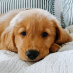 𝐀𝐬𝐡𝐞𝐫 𝐭𝐡𝐞 𝐆𝐨𝐥𝐝𝐞𝐧 𝐑𝐞𝐭𝐫𝐢𝐯𝐞𝐫 - @_asher_thepup - Instagram