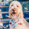 Asher The Goldendoodle - @asher.the.goldendood - TikTok