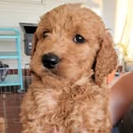Asher The Goldendoodle - @asher.the.golden.dood - Instagram