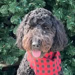 Asher.goldendoodle.youngblood - @asher.goldendoodle.youngblood - Instagram