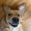 ashergoldenpaws - @ashergoldenpaws - TikTok