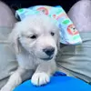 AshertheGolden - @asher_thegolden - TikTok