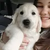 girl and dog - @ashergoldenretriever - TikTok