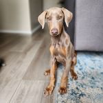 Asher Hudson Copperbottom - @asher_puppy_love - Instagram
