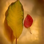 Asher Kelman - Facebook