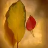 asherkelman - @asherkelman - TikTok