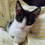 Gizmo - @asher.moses - Instagram