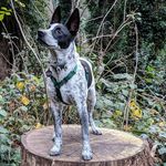 Asher Rubin - @k9asher - Instagram
