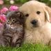 Asher Schachter - Facebook