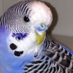 Ashish Chhetri - Facebook