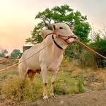 Ashish Kakade Patil - @ashish_kakde_96k - Instagram