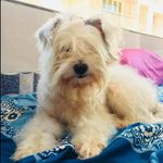 Ashish Ojha - @aashishojha73__ - Instagram