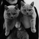 Armani, Ashlee, Yuna & Bruno - @togetherwithcats - Instagram