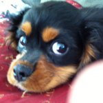 Ashley Bruno - @ashleybruno982 - Instagram