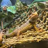 Ashlee Lyons - @lyonsaquatics.n.exotics - TikTok
