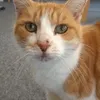 Ashlee Morton - @cat.dog.lover123 - TikTok
