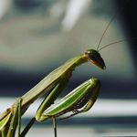 Ashlee Warren - @thankfulacfalle19959 - Instagram