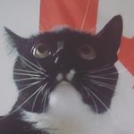 Ashleigh Long - @spiderwebss - Instagram